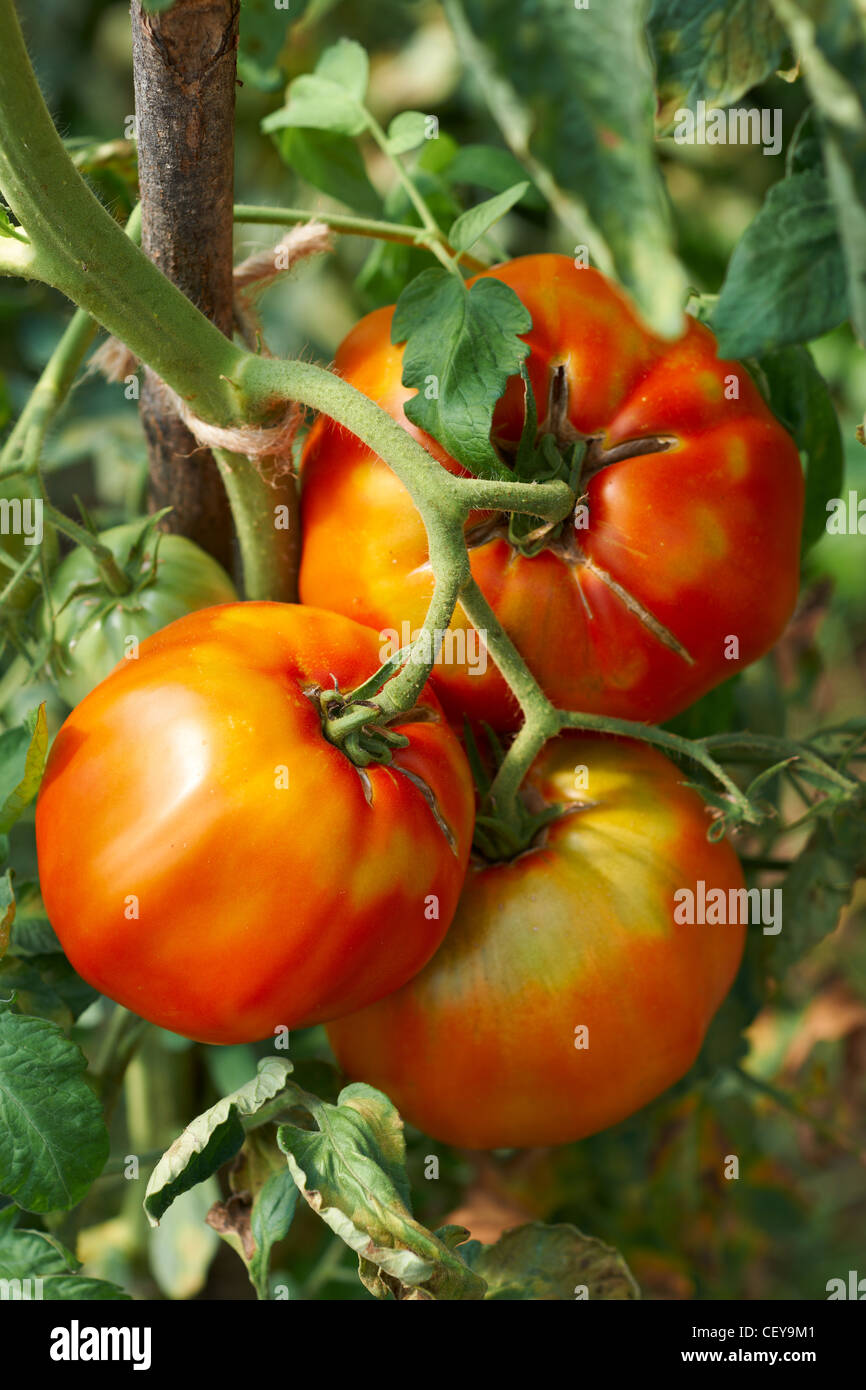 Three big ripe tomatoes in rural garden Stock Photo