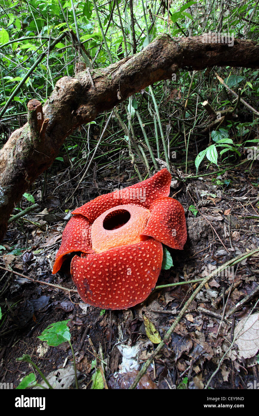 Rafflesia (Rafflesia arnoldii) flower, a parasitic plant living on the