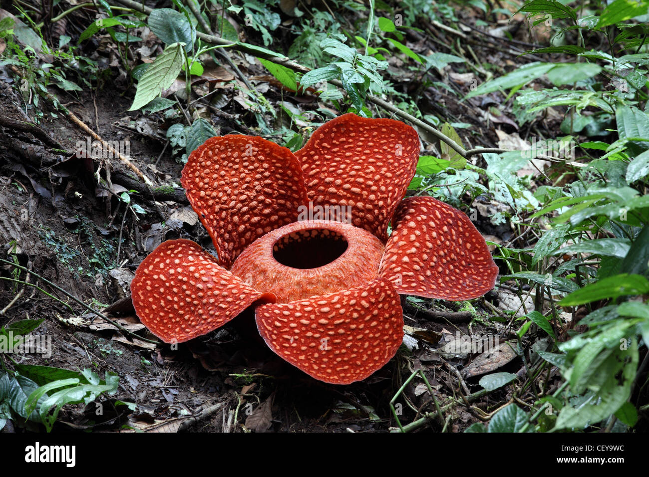 Rafflesia (Rafflesia arnoldii) flower, a parasitic plant that lives on the Tetrastigma vine. Bukittinggi, West Sumatra Stock Photo
