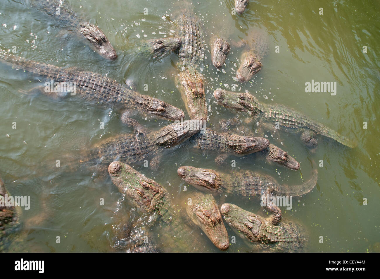 Alligators group hires stock photography and images Alamy