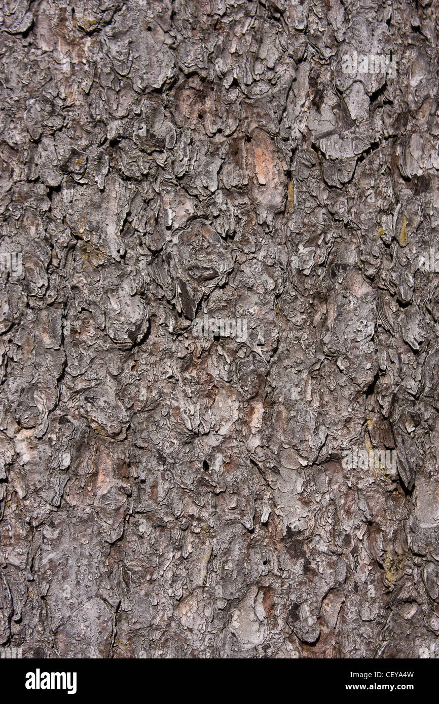 Bark of a tree Stock Photo