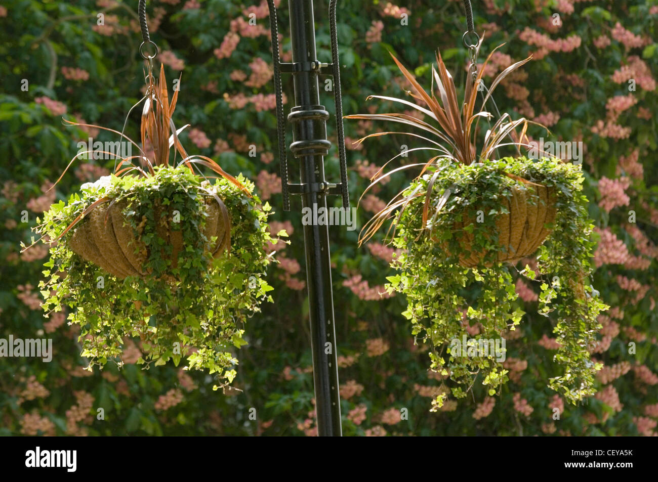 Two hanging baskets from black lamp post in park with trailing ivy