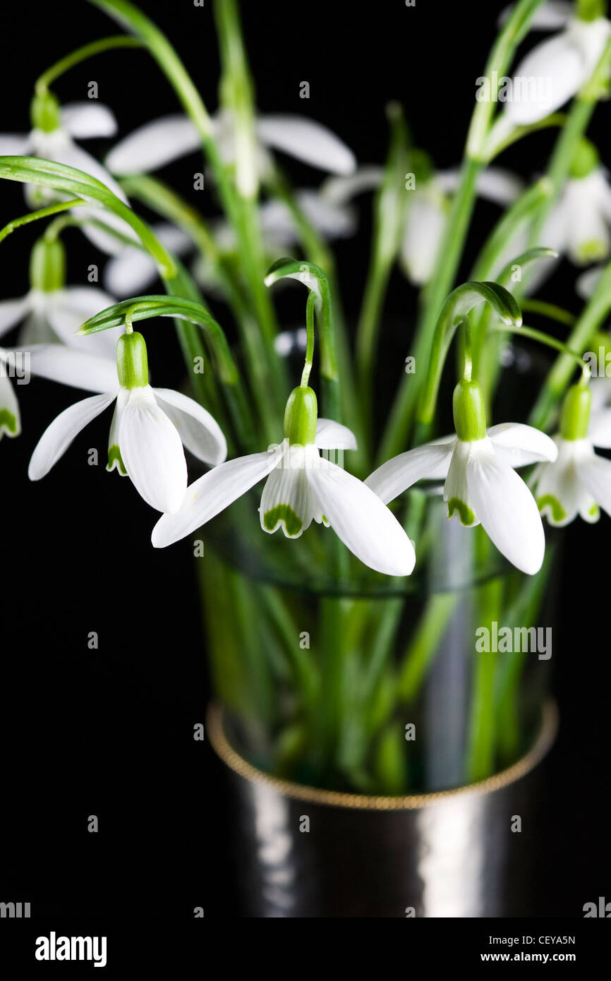 Galanthus nivalis. Snowdrops in a glass vase on a black background. Stock Photo