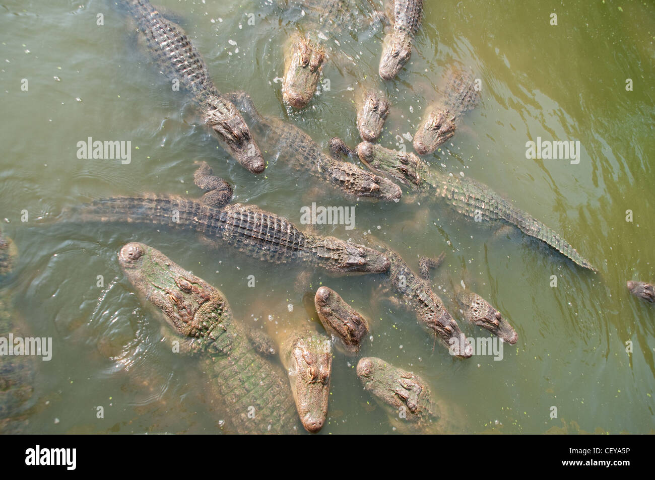 Zoo reptiles hires stock photography and images Alamy
