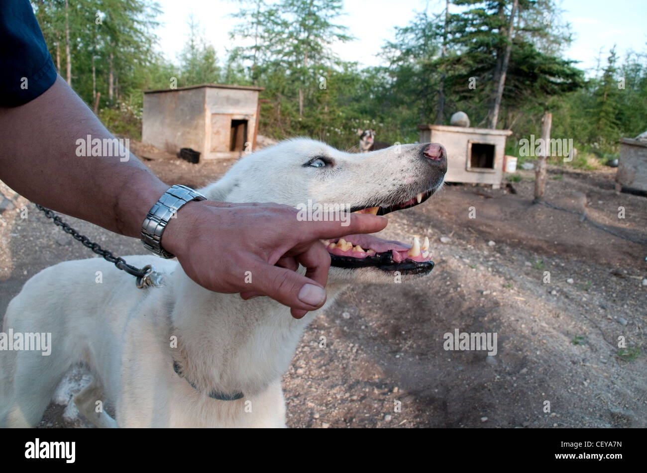 A dog sled musher and trainer shows off the teeth of one of his dogs at a kennel, in summer, near the Hudson Bay town of Churchill, Manitoba, Canada. Stock Photo