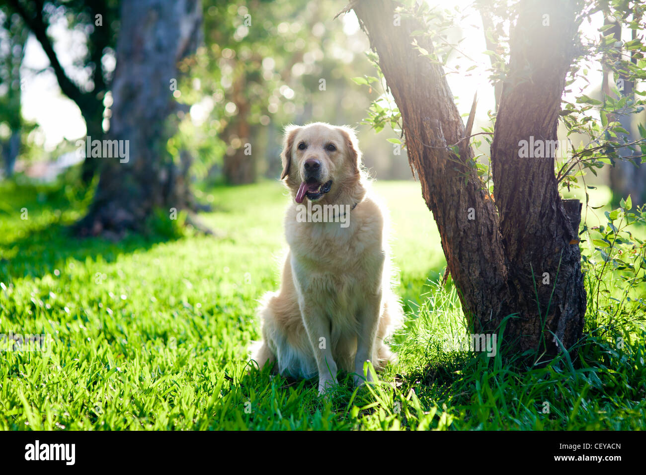 Golden retriever in the park hi-res stock photography and images - Alamy
