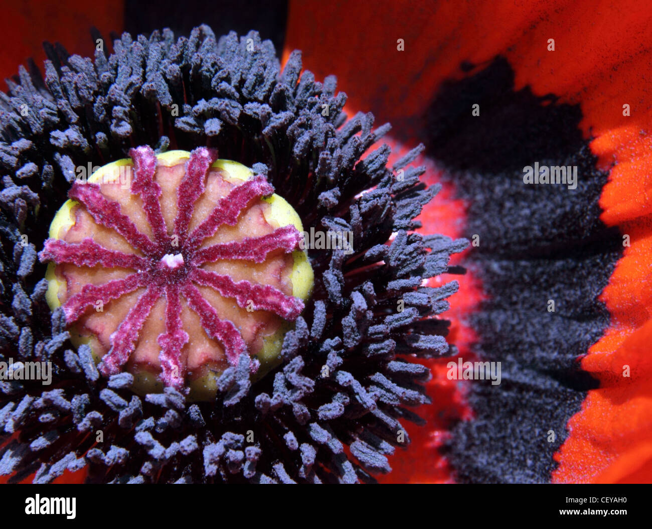 Central stamens,  whorl ovary of a giant red poppy - Papaver Rhoeas Stock Photo