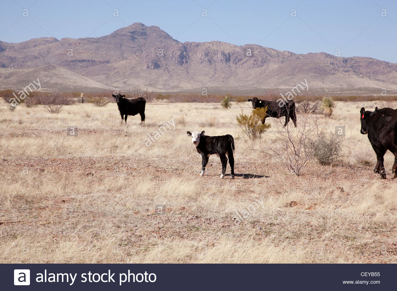 Desert Cattle Stock Photos & Desert Cattle Stock Images Alamy