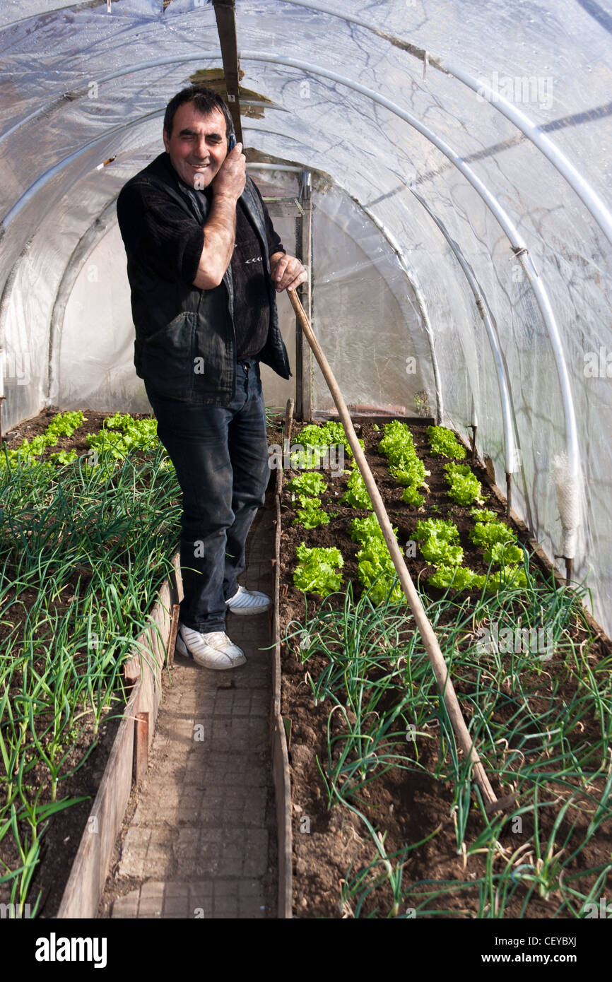 Man working in a real greenhouse. Lettuce and onion visible. Artistic