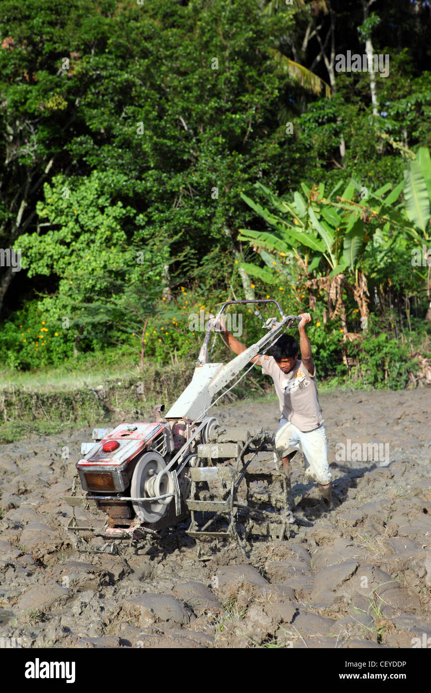 Boy plowing muddy rice paddy. Samosir Island, Lake Toba, North Sumatra, Indonesia, South-East Asia Stock Photo