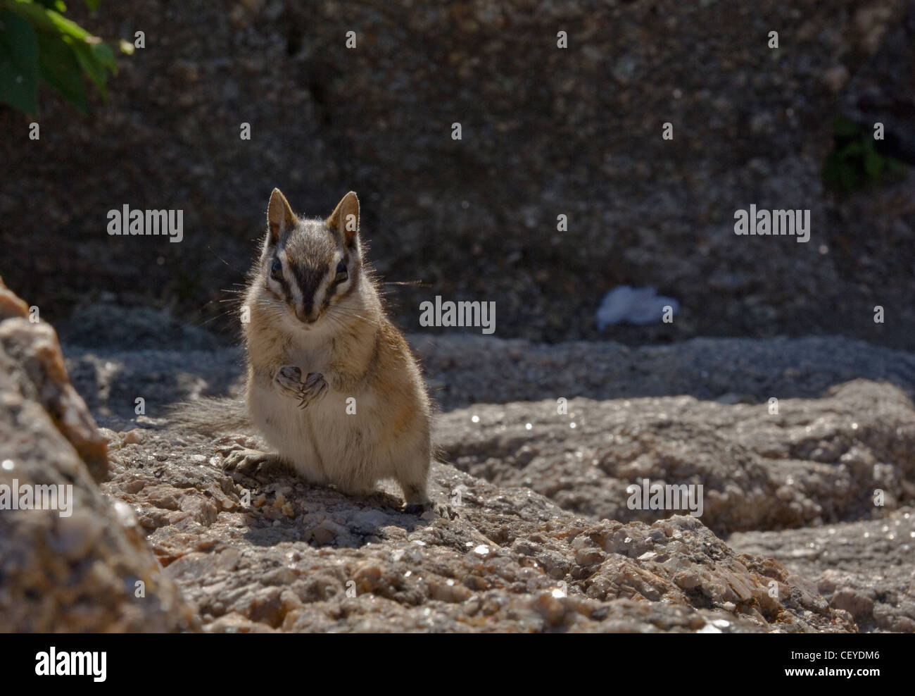 A small chipmunk stopped to beg for something to eat. Stock Photo