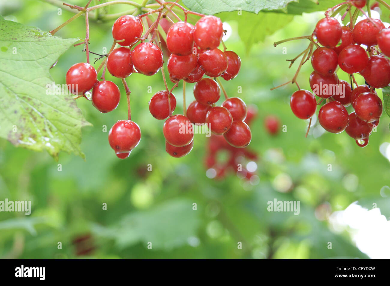 Close-up view of ripe Verbinum berries after a rainstorm in the fall, Belfast, Maine. Stock Photo