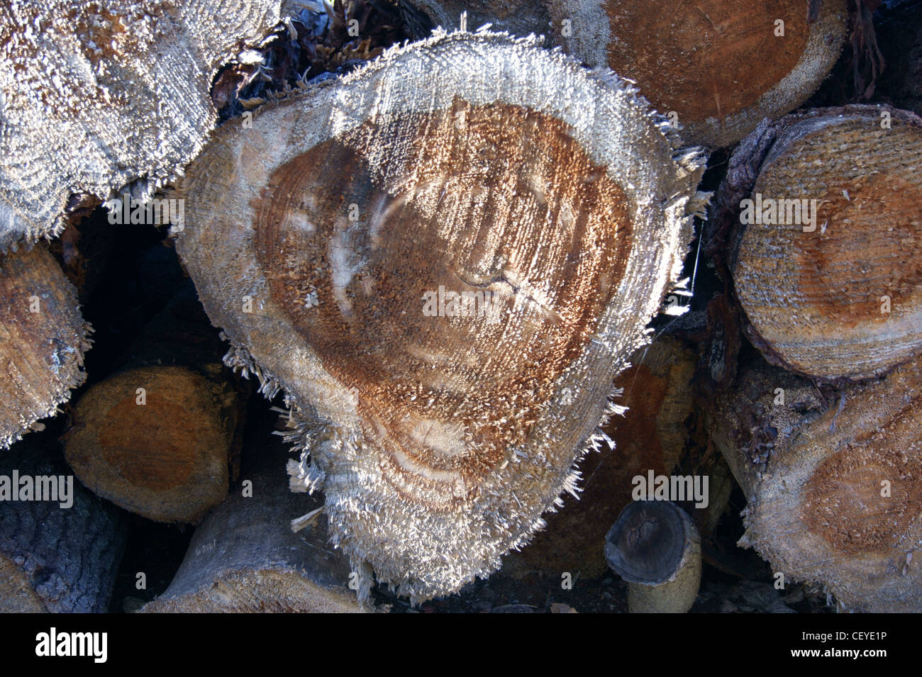 Pile of freshly cut logs, Maine. Stock Photo