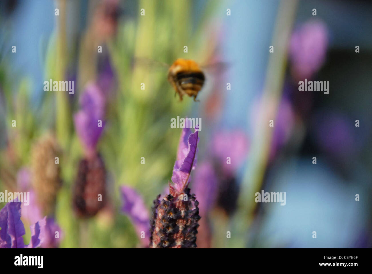 Bees landing on flower hi-res stock photography and images - Alamy