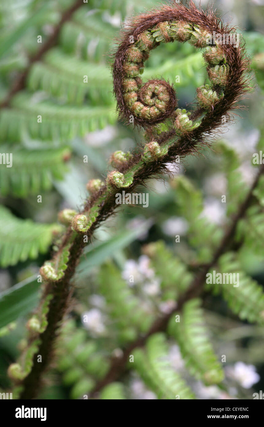 A close up of wood fern unfurling at the RHS chelsea flower show Stock Photo