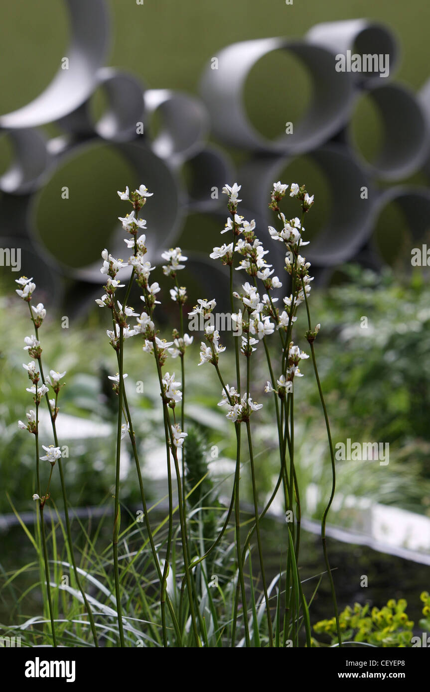 The Cancer Research UK Garden at the RHS Cheslea Flower show The garden