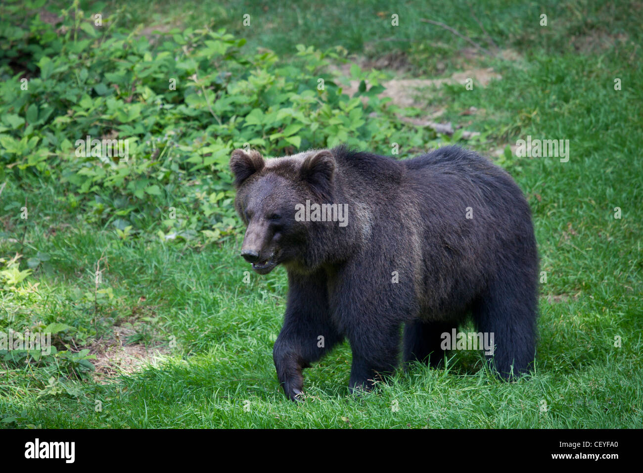 Braunbär Stock Photo