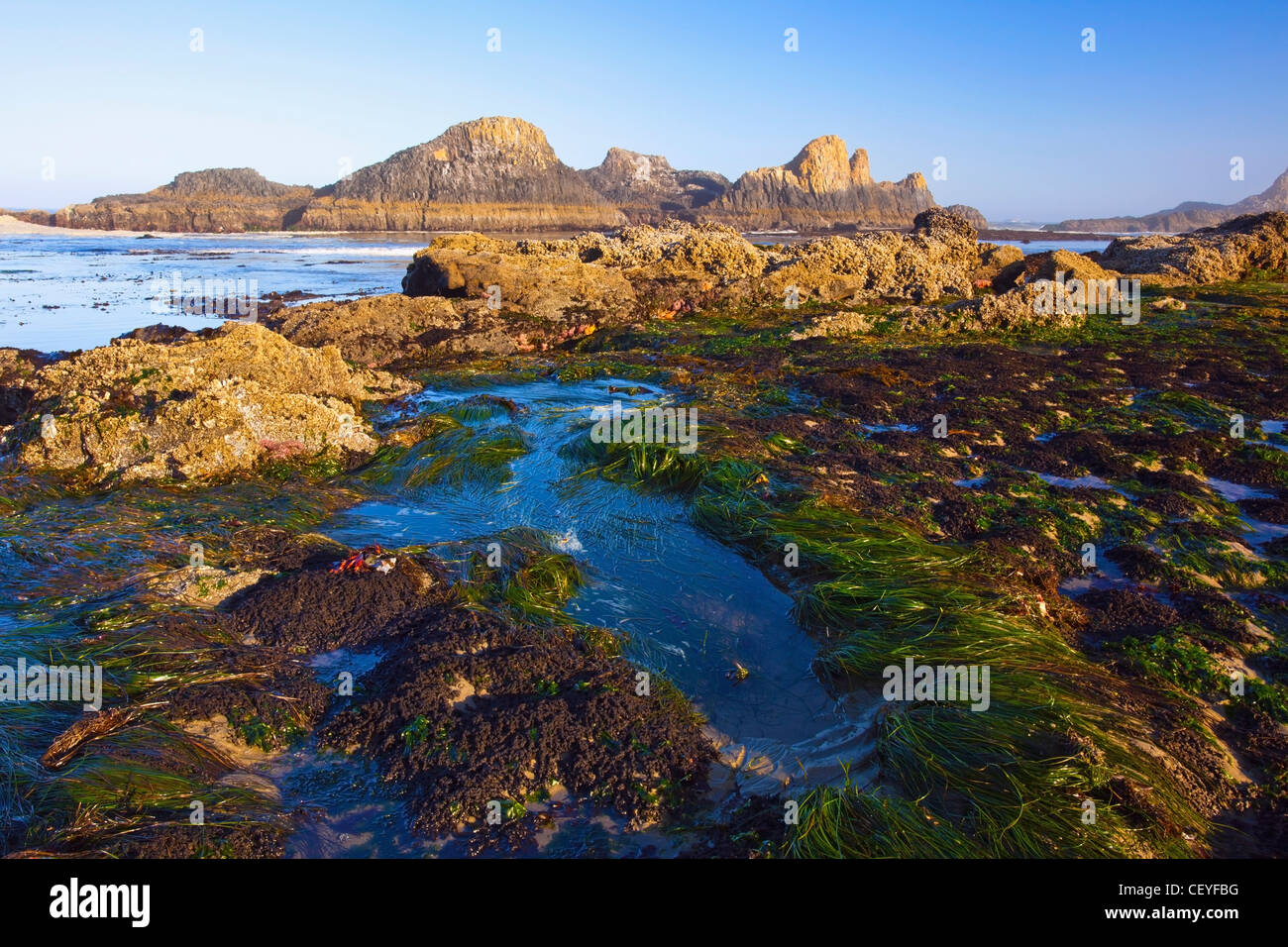 tide pools along the beach at seal rock state recreation site; oregon united states of america Stock Photo