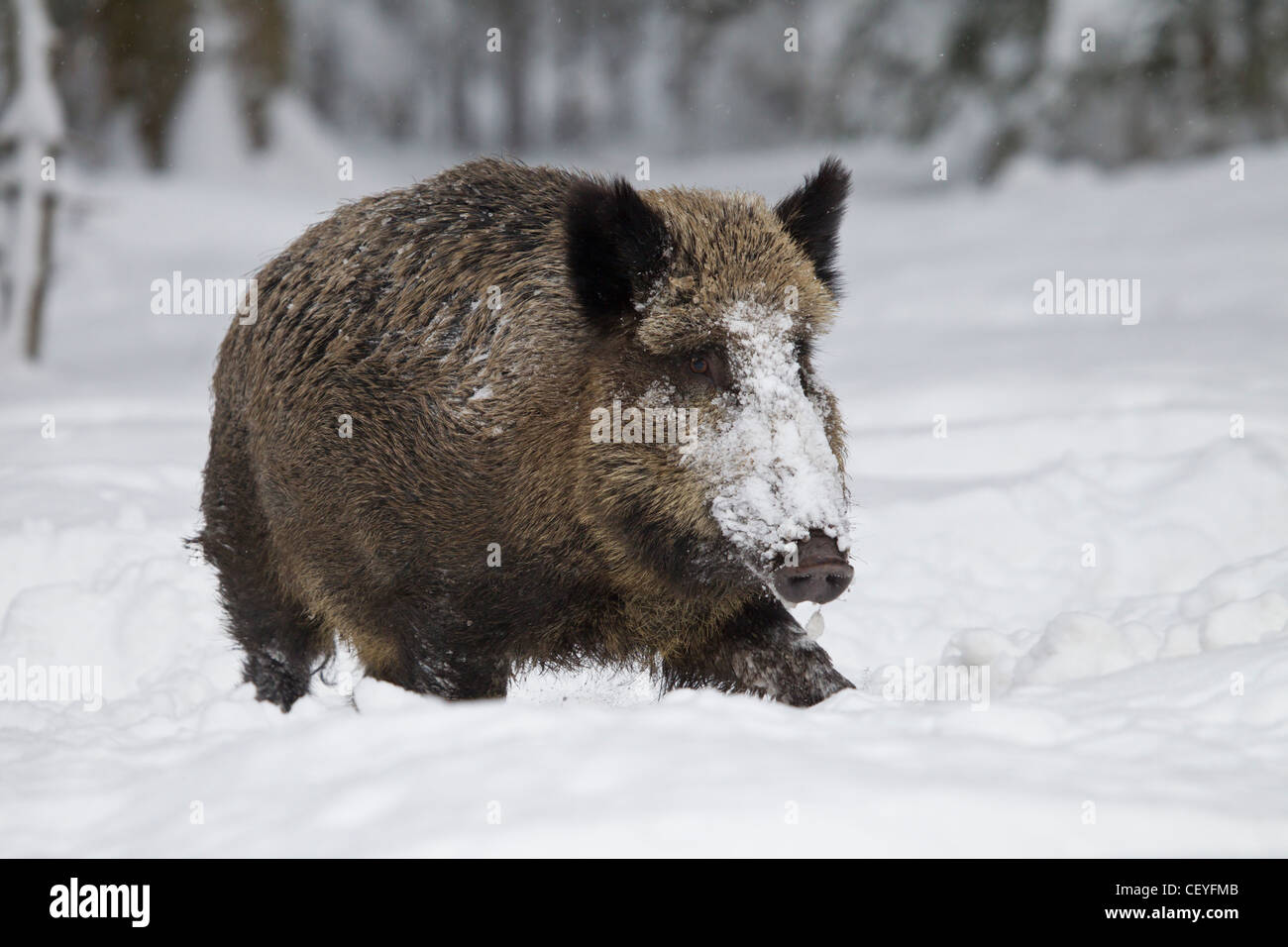 Wildschwein, Sus scrofa, wild boar Stock Photo