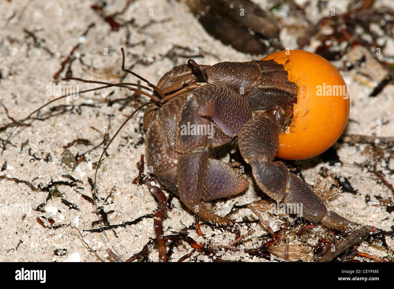 this hermit crab, Coenobita, is using an orange table tennis ball as a protective shell instead of the usual mollusk shell Stock Photo