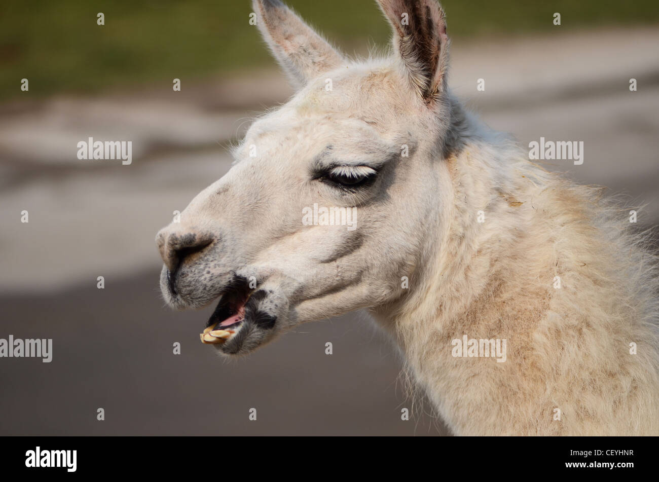 the llama is neighing Stock Photo