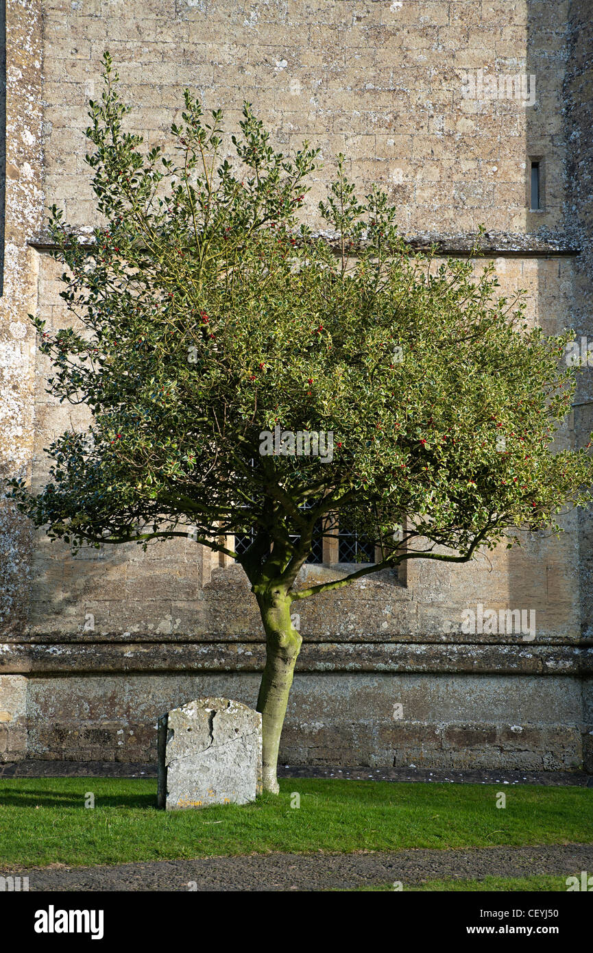 Small holly tree and grave stone outside Cotswold village church Stock Photo