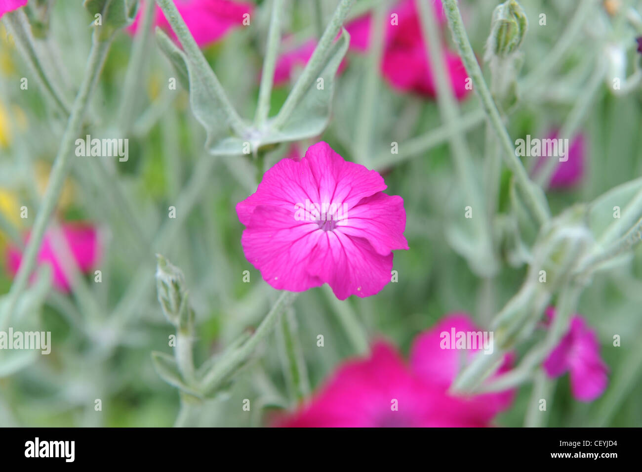 Close up image of pink Campion flower (Silene dioica) Stock Photo