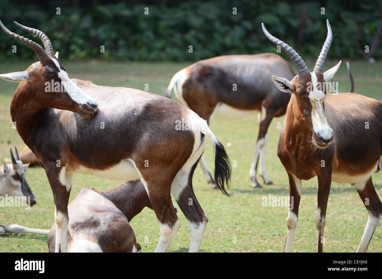 Blesbok antelope fauna Stock Photo