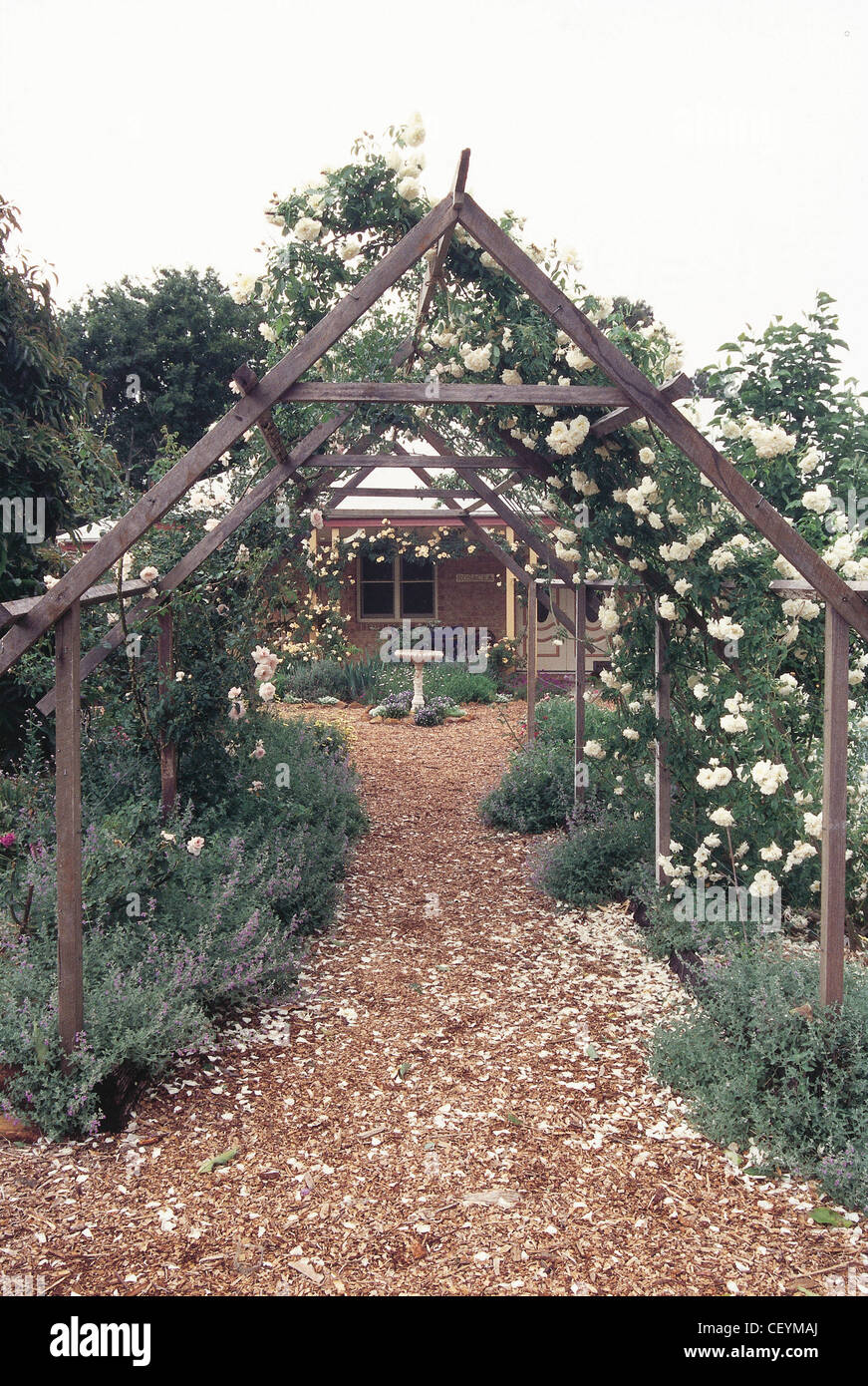 Rose Gold English country cottage garden created from scratch by Rhonda Budden and her husband in unusual climate of Stock Photo