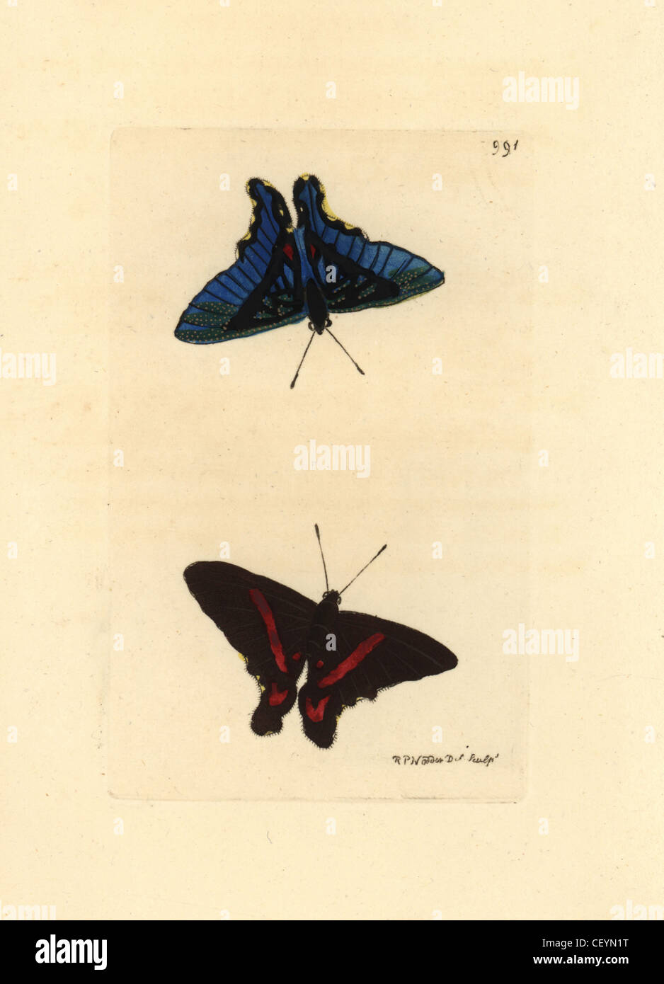 Meliboeus swordtail, Ancyluris meliboeus Stock Photo Alamy