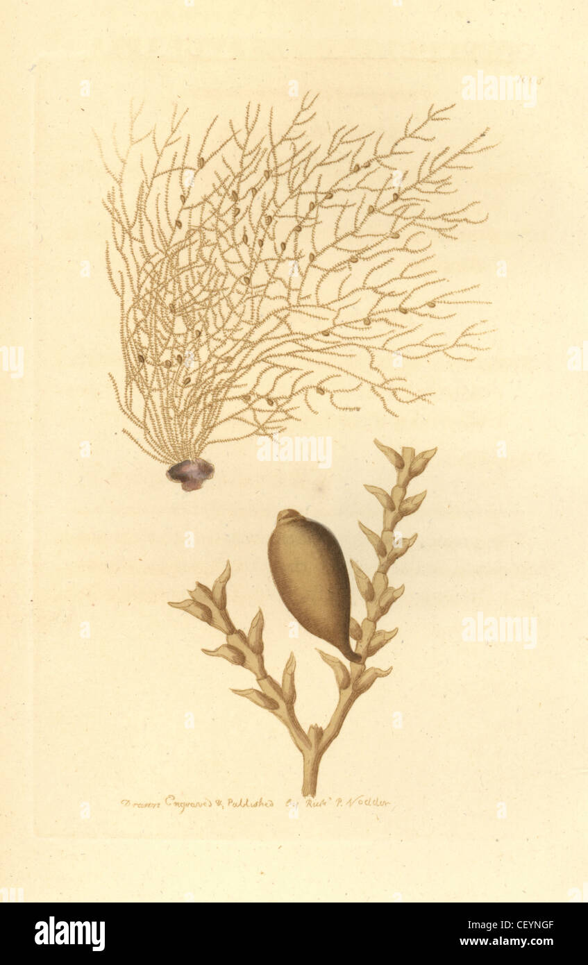 Amphisbetia operculata. Stock Photo