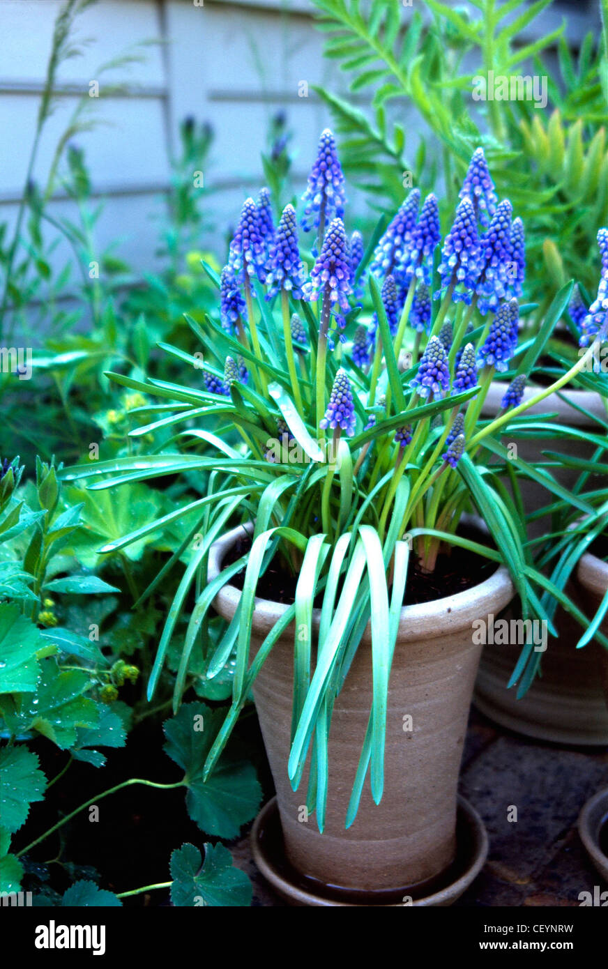 Small gardens at Chelsea flower show  Close up of Muscari aremeniacum blue flowers and long green leaves in terracotta pot, Stock Photo