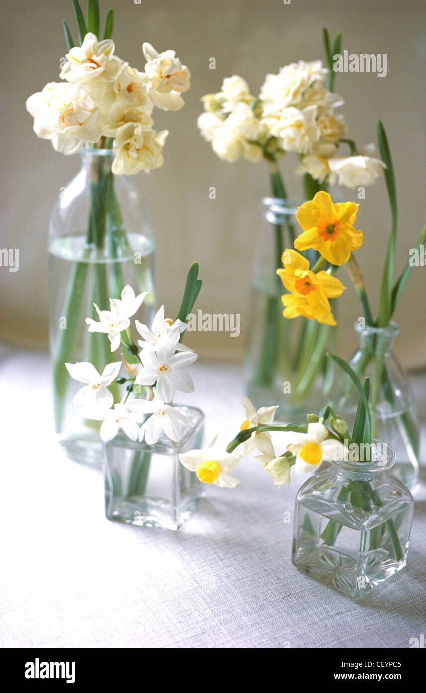 Paperwhites Cut paperwhites in various glass vases Clockwise from top