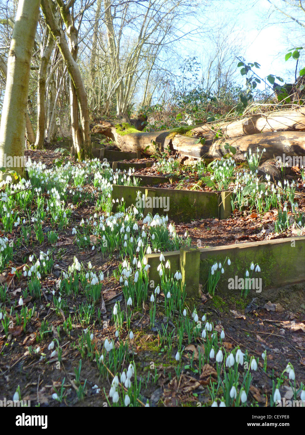 Snowdrops beside a woodland path near Colwall, Herefordshire Stock Photo