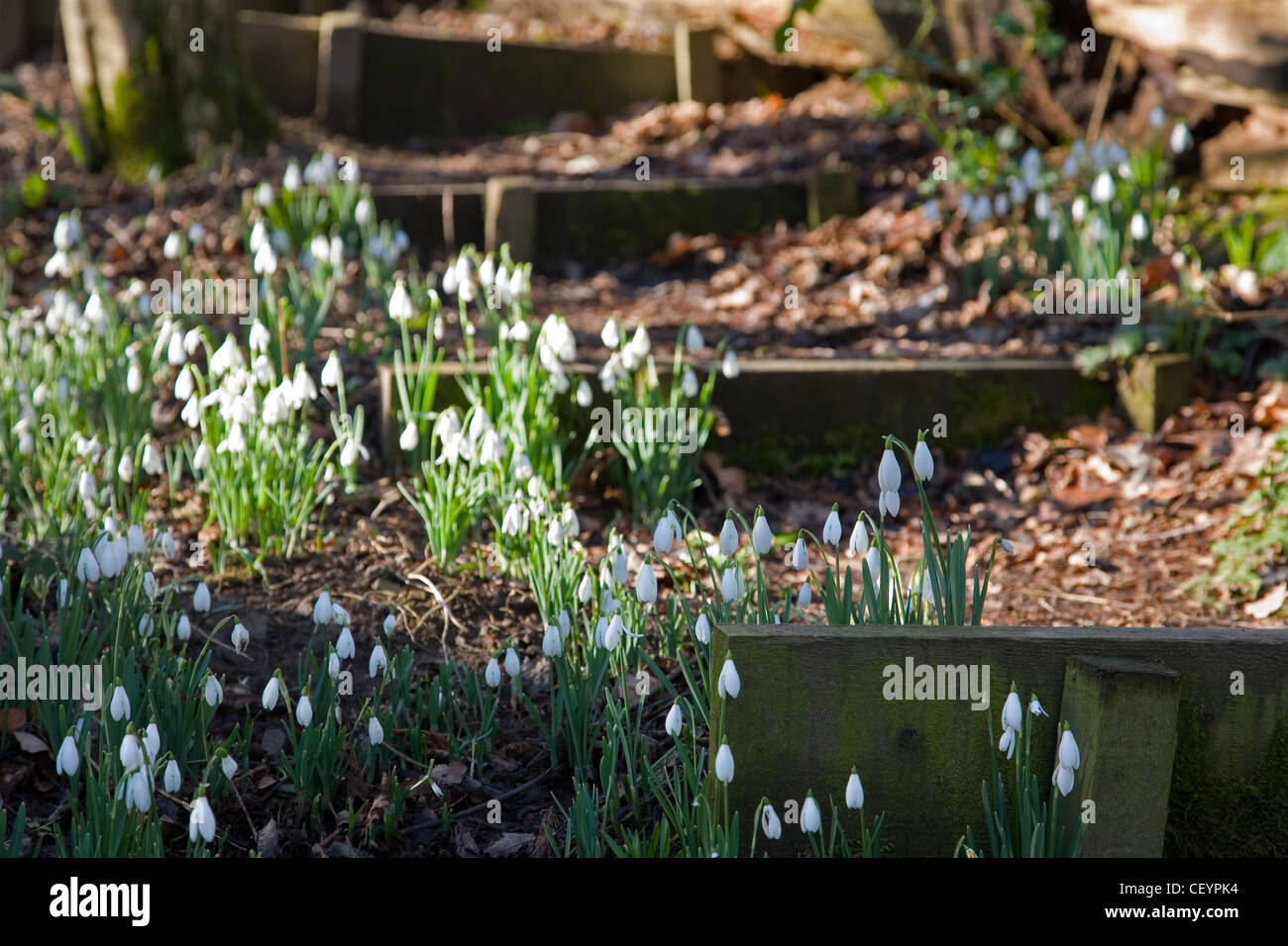 Snowdrops beside a woodland path and steps Stock Photo