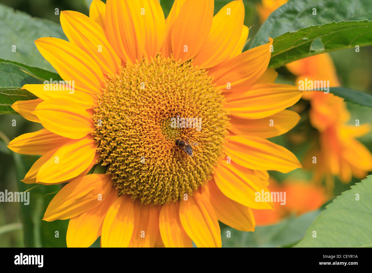 Sun flower with bee close up Stock Photo