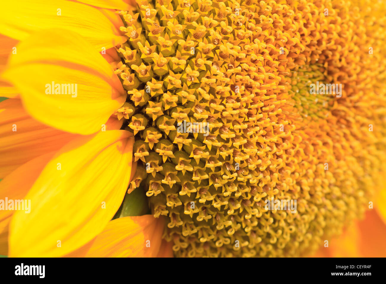 Sun Flower Close Up Stock Photo