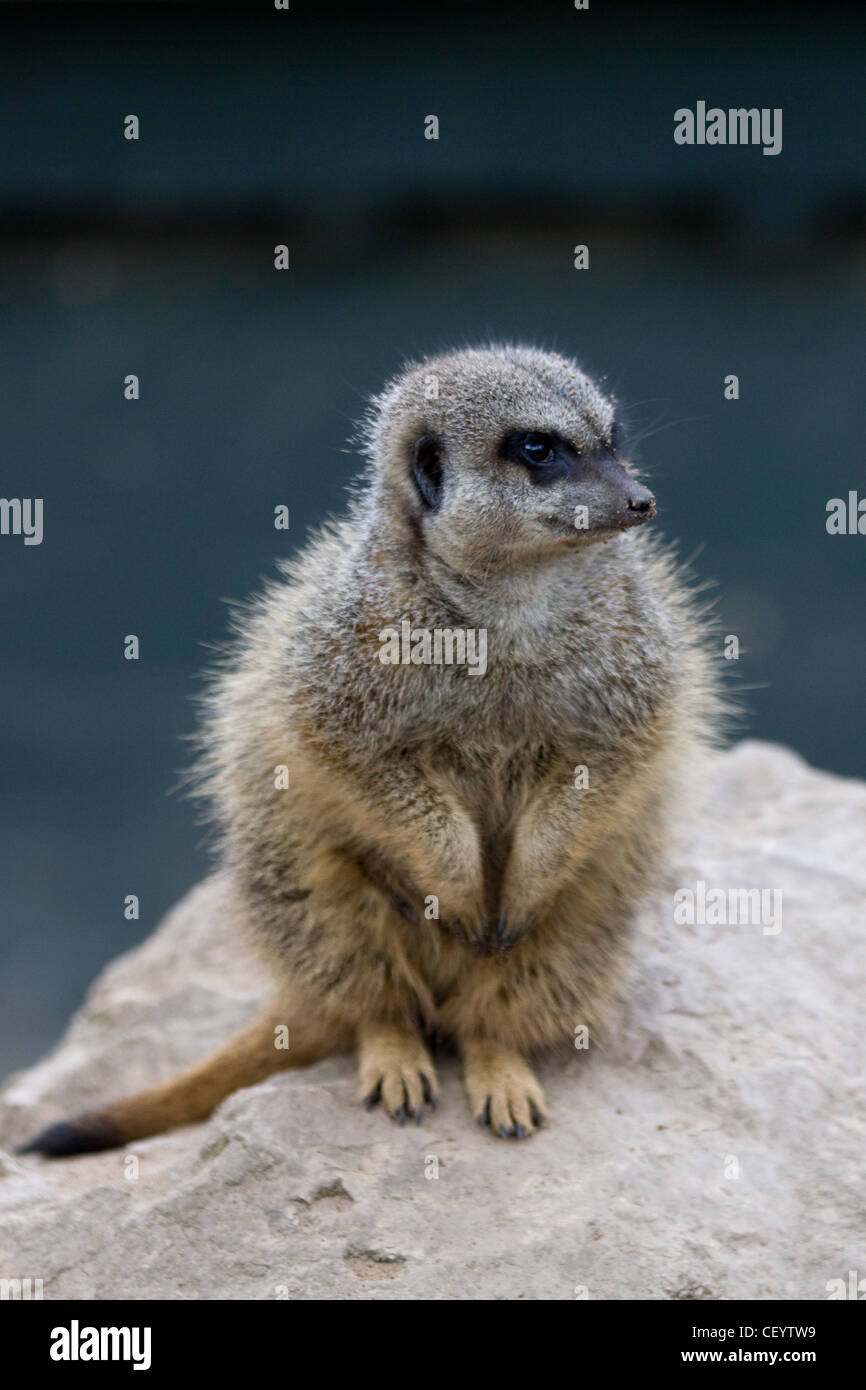 Meerkat rock animals in wild hi-res stock photography and images - Alamy