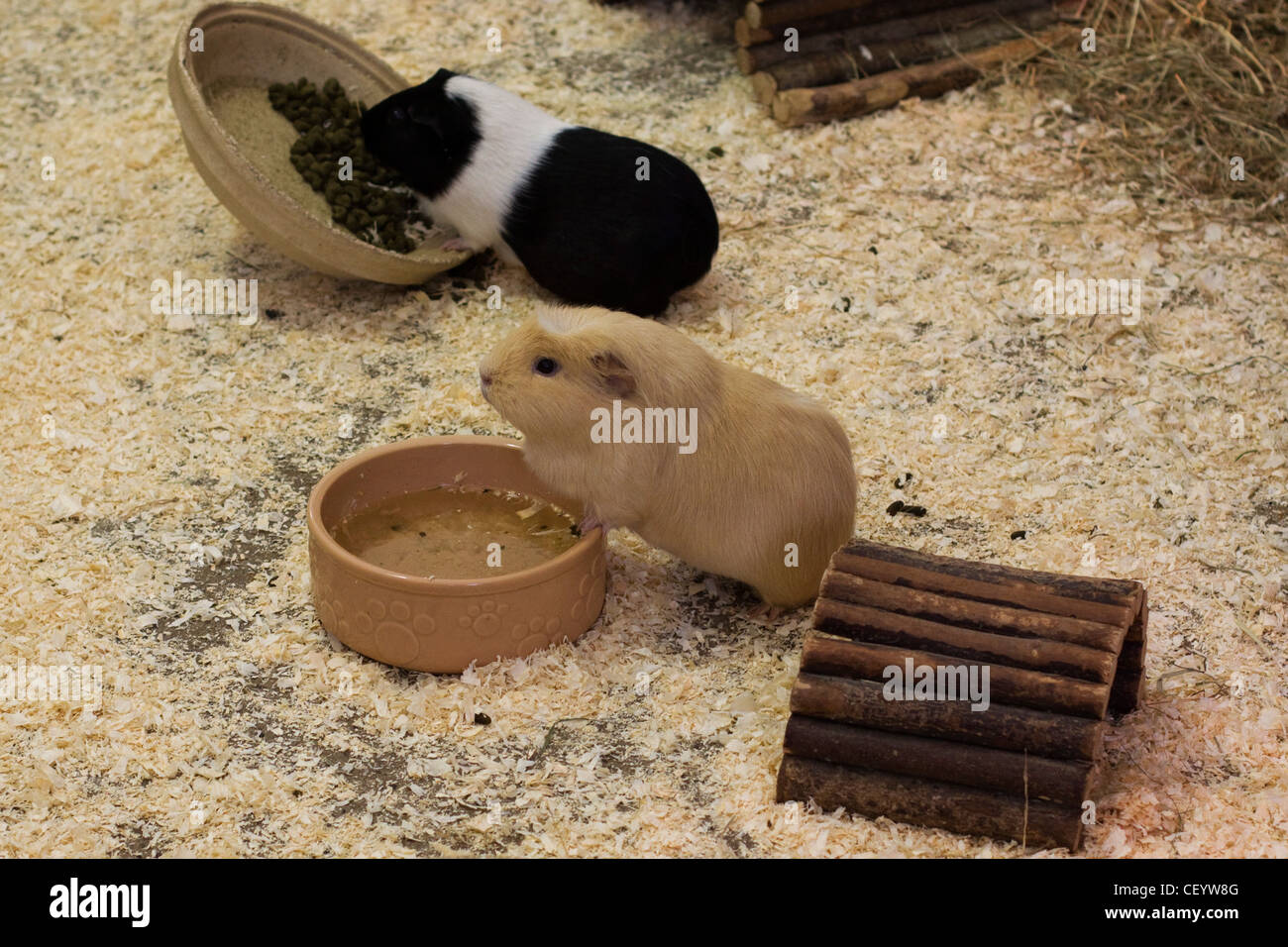 guinea pig Cavia porcellus in a hutch Stock Photo