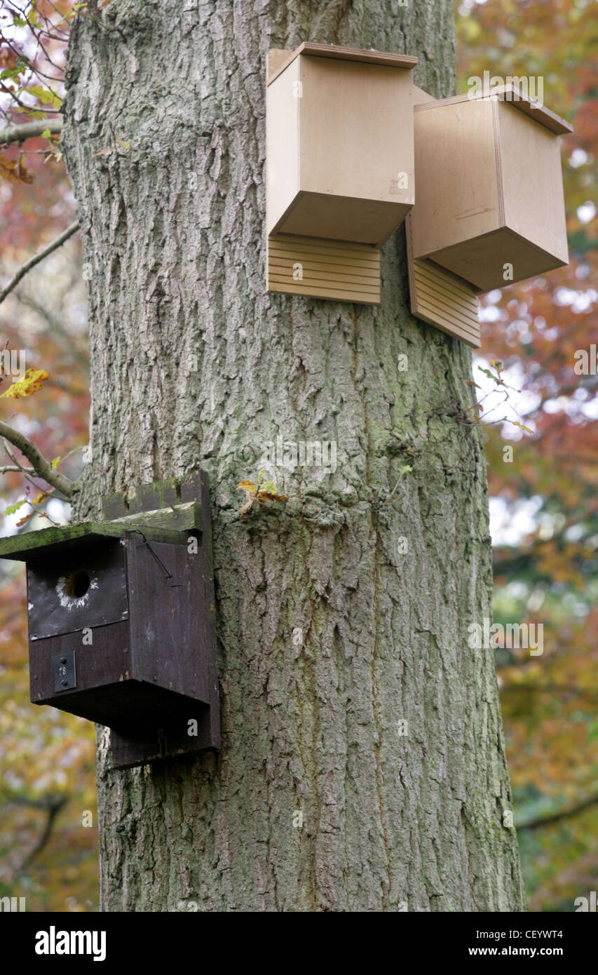 Creating wildlife habitats Nesting boxesbats and birds attached to a tree Stock Photo