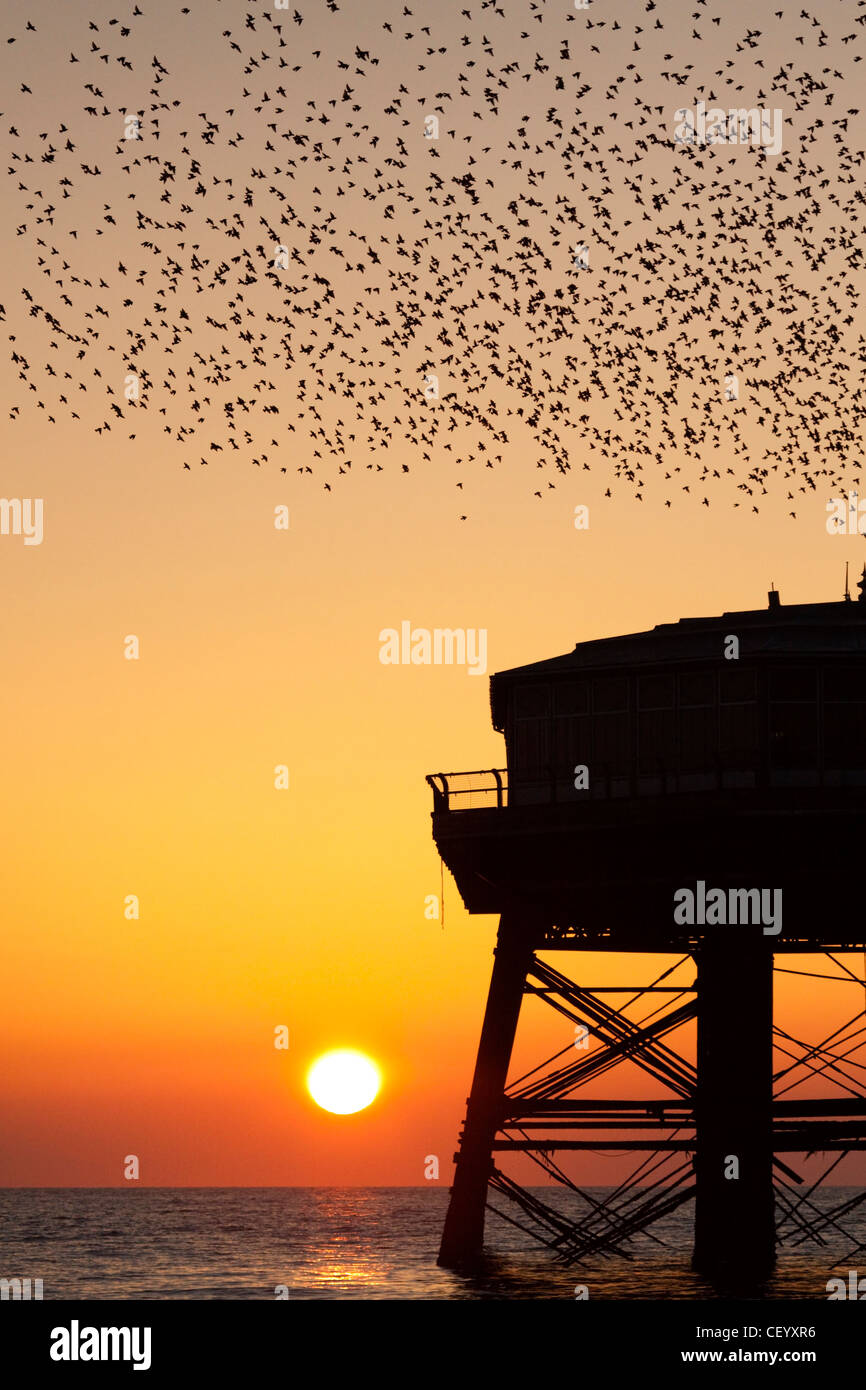Starlings flocking at Sunset over North Pier Stock Photo