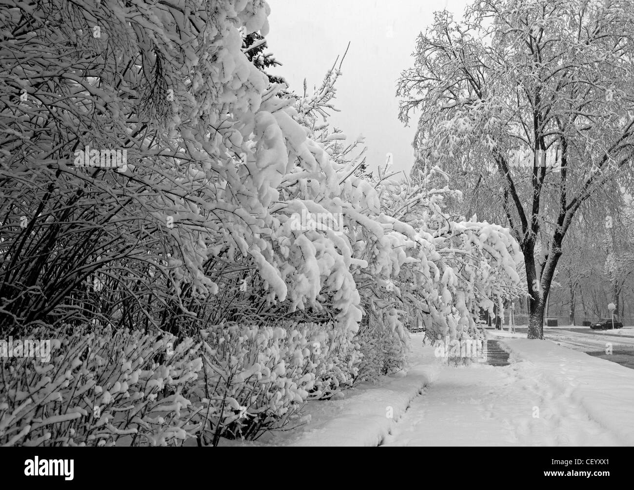 Trees are weighted down with snow after a storm in Milwaukee, Wisconsin. Stock Photo