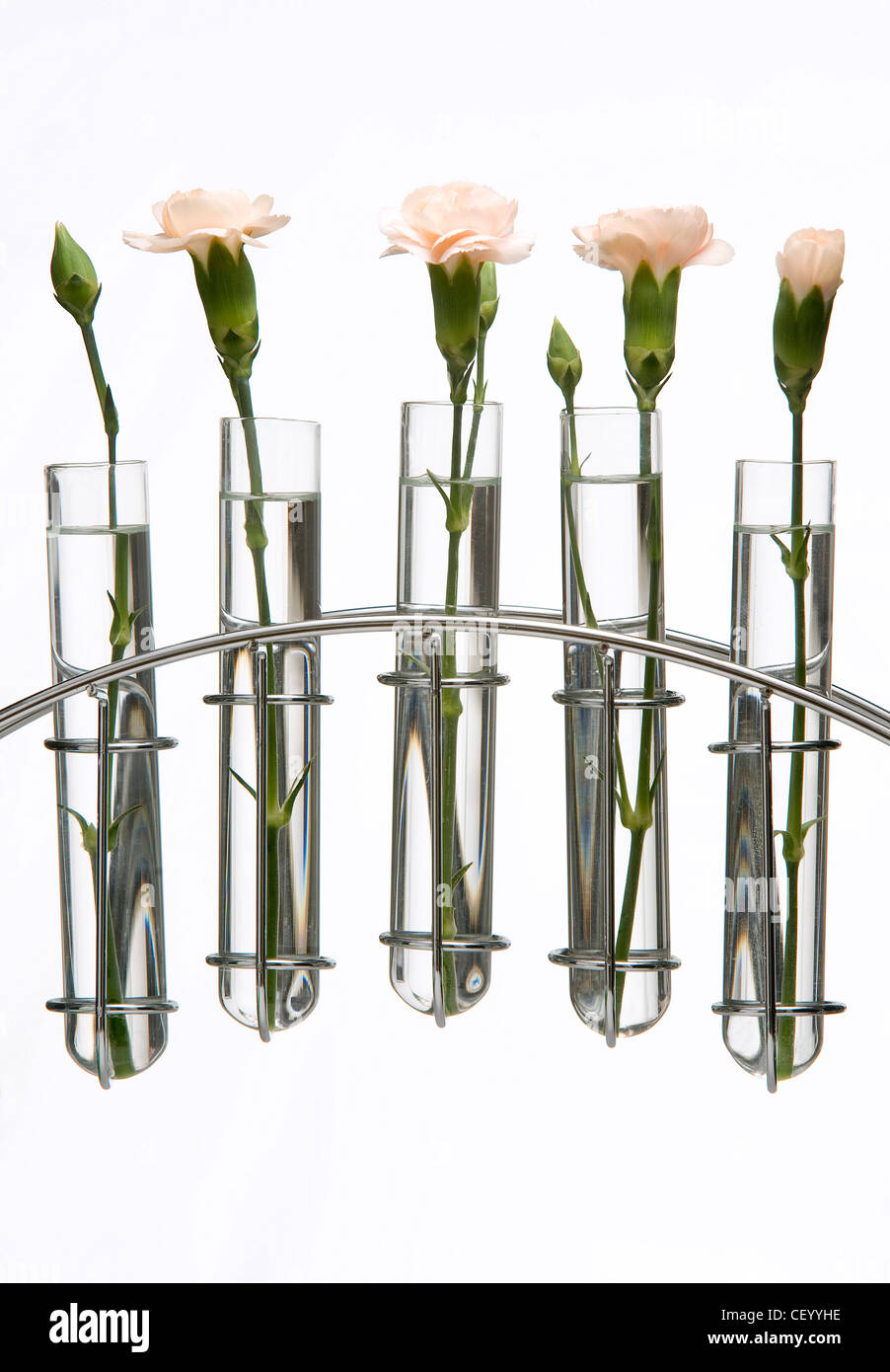 Pale pink carnation flowers in glass test tubes in a chrome stand Stock
