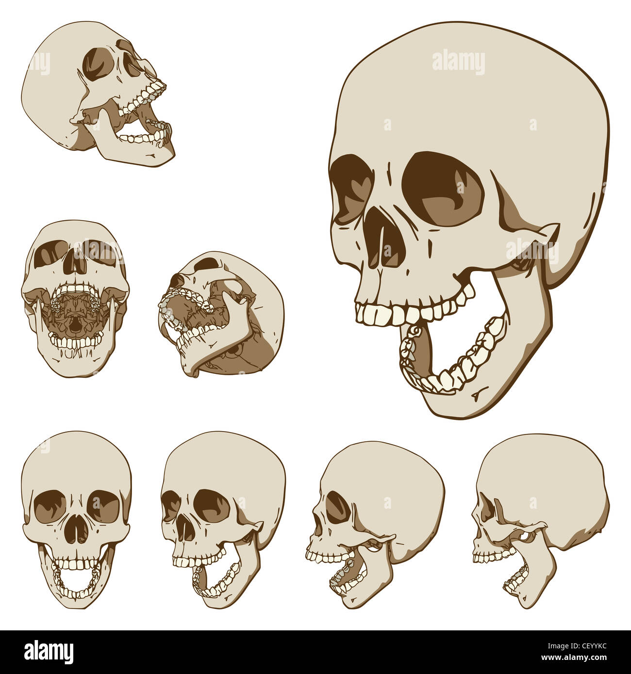 Set of seven drawings of human skull Stock Photo