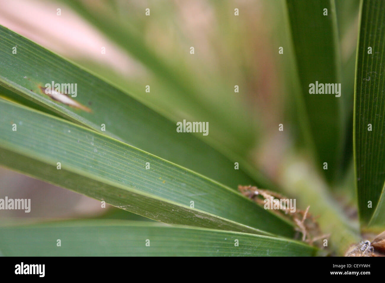 Tropical plant leaves close hi-res stock photography and images - Alamy