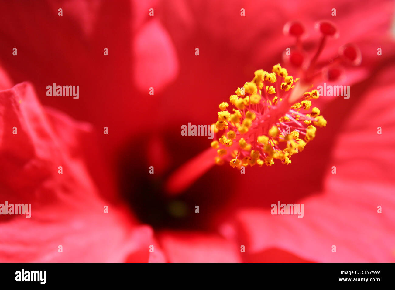 Close up hibiscus flower hibiscus hi-res stock photography and images ...