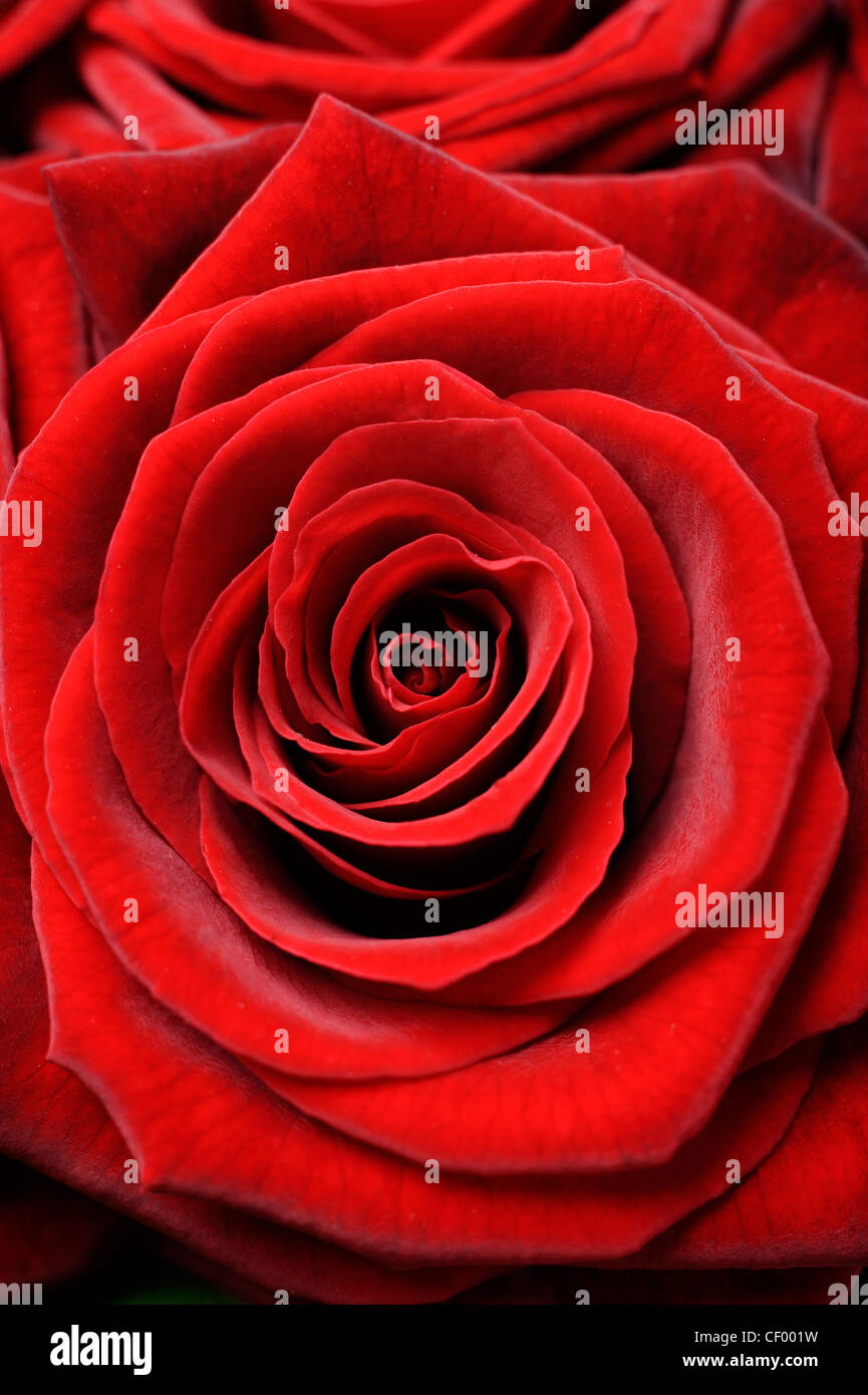 Up close image red hi-res stock photography and images - Alamy