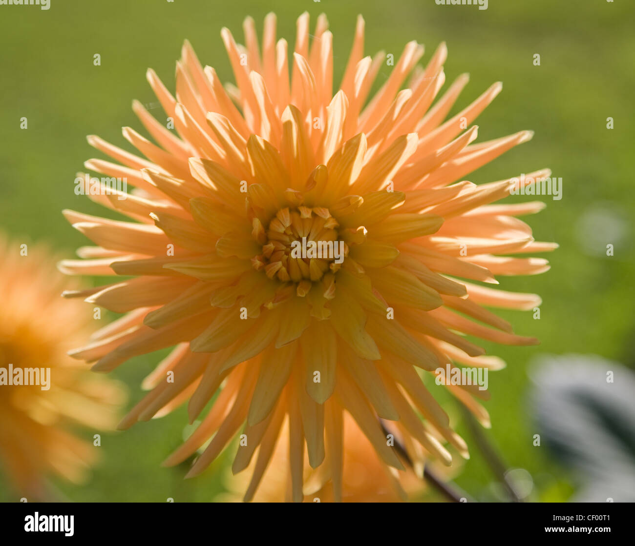 The Salutation Garden in Sandwich, Kent, England Orange cactus dahlia Stock Photo Alamy