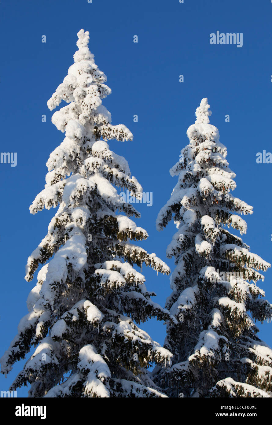 Snowy spruce ( picea abies ) treetops at Winter , Finland Stock Photo ...