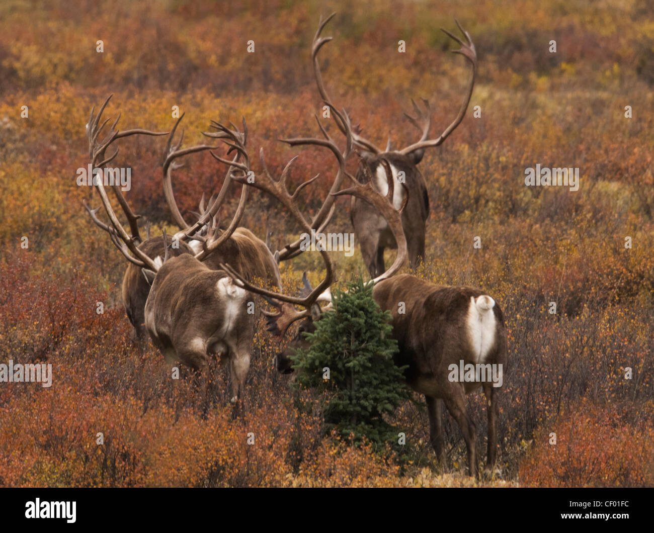 Caribou Bulls (Rangifer tarandus) form bachelor herds prior to the fall rut. Denali National Park, Alaska. Stock Photo